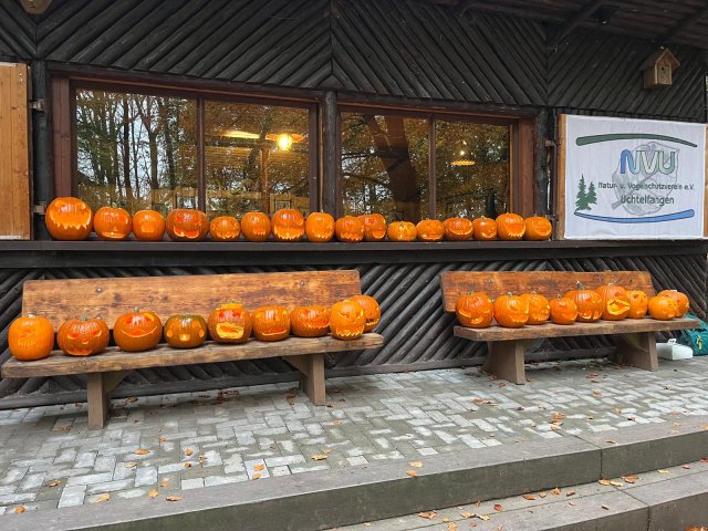 2024 Kürbisse für Halloween